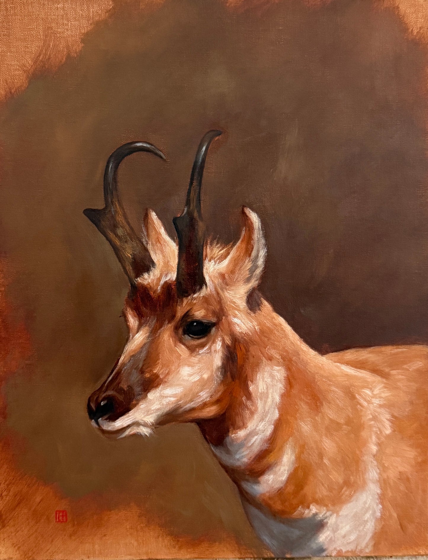 Pronghorn - #153