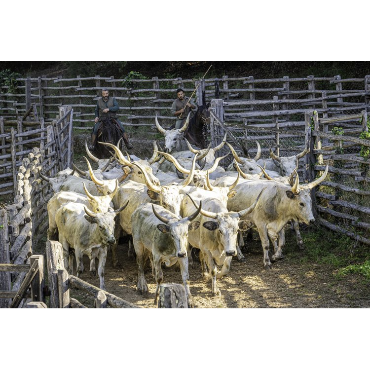 Italy's Legendary Cowboys of the Maremma by Gabrielle Saveri