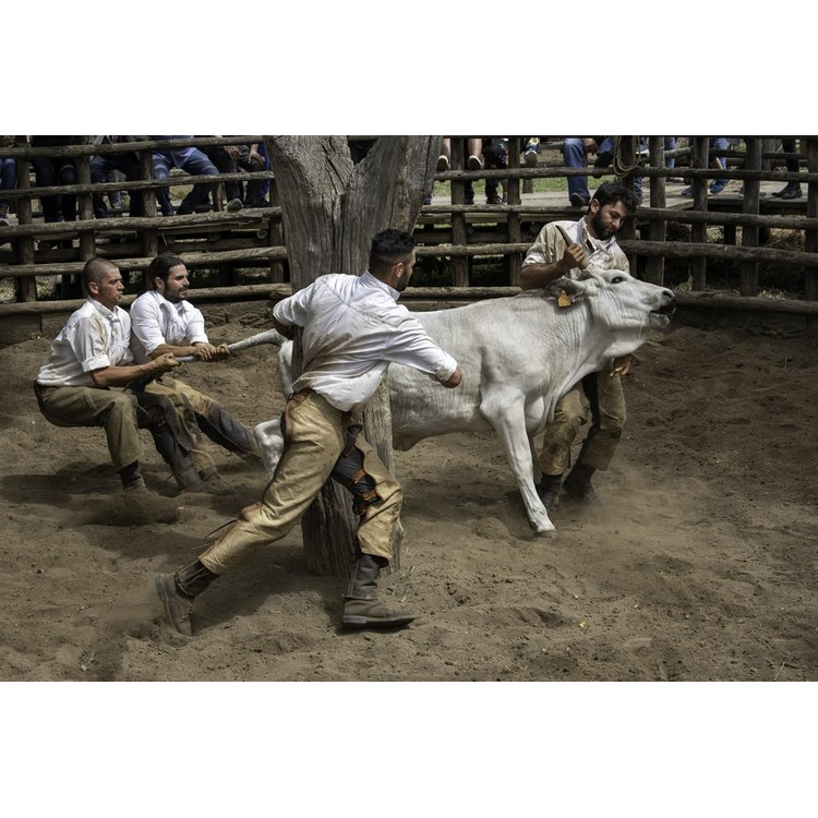 Italy's Legendary Cowboys of the Maremma by Gabrielle Saveri