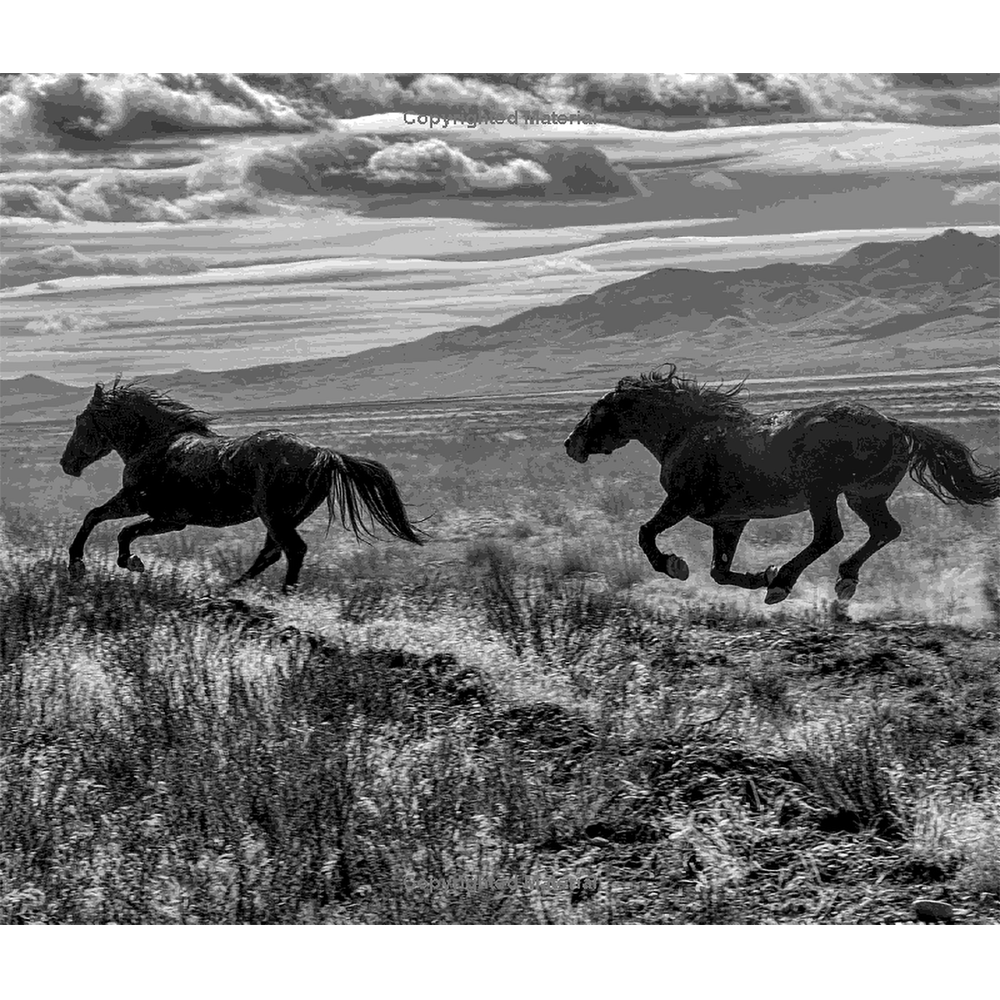 Wild Horses of the West by Jan Drake