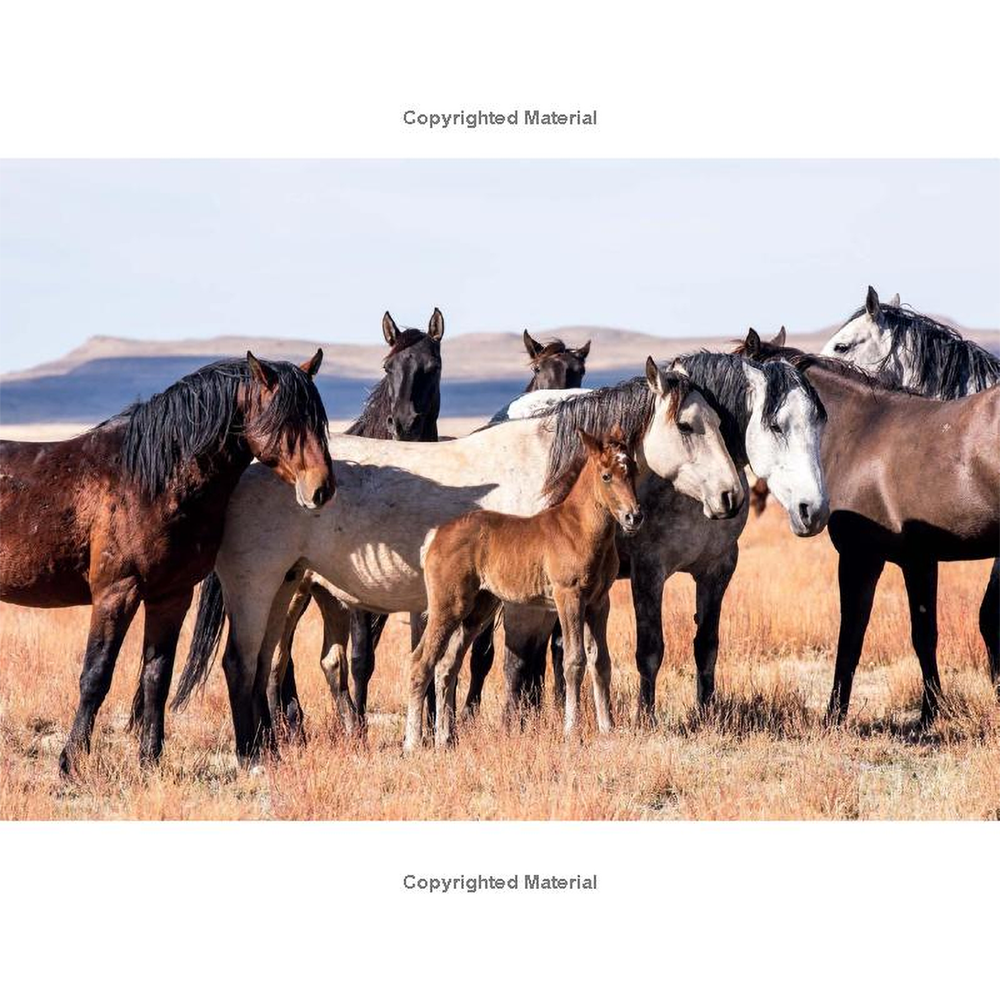 Wild Horses of the West by Jan Drake