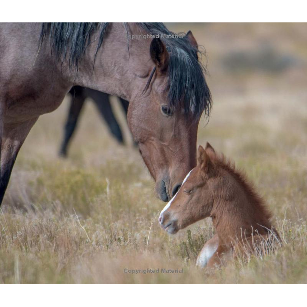 Wild Horses of the West by Jan Drake