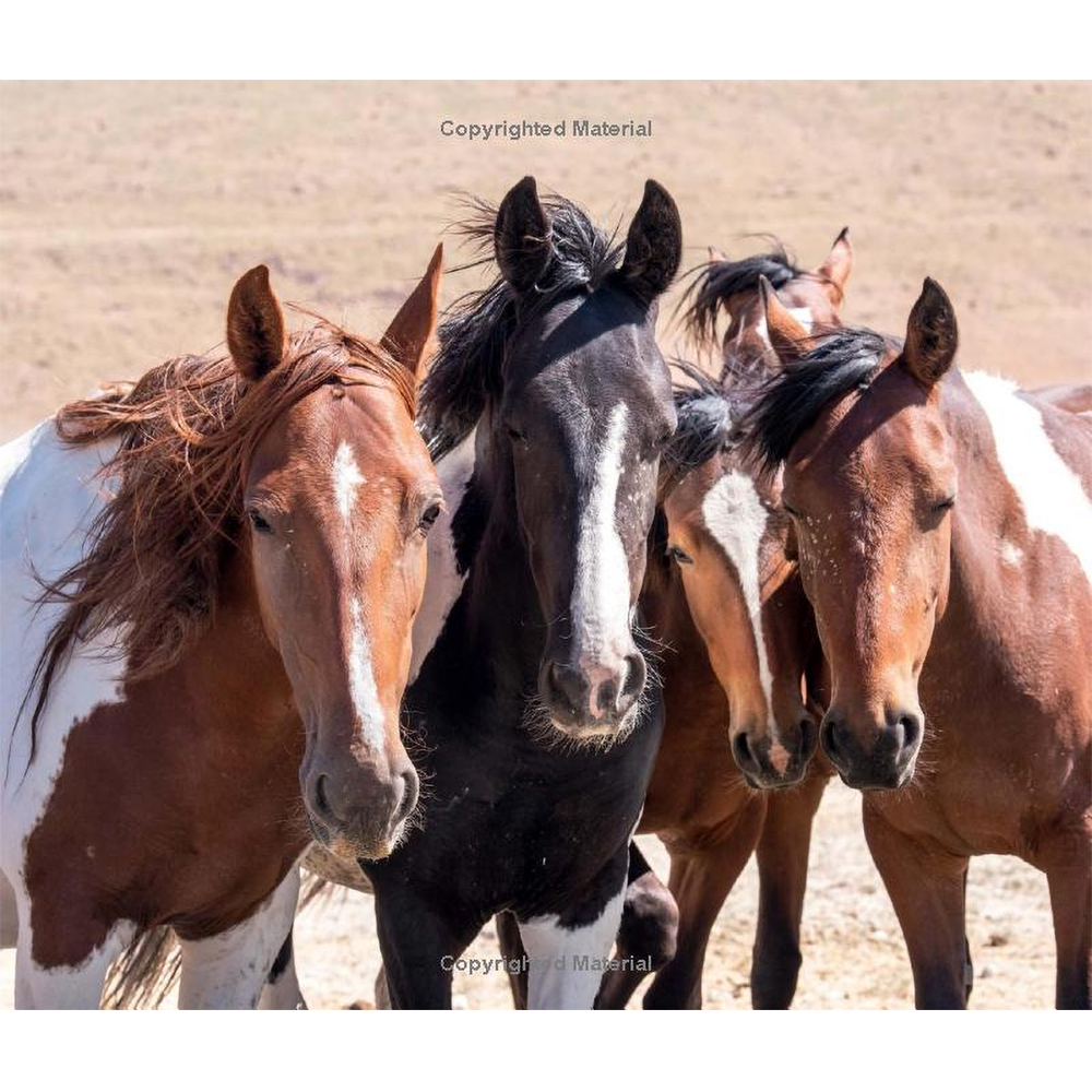 Wild Horses of the West by Jan Drake