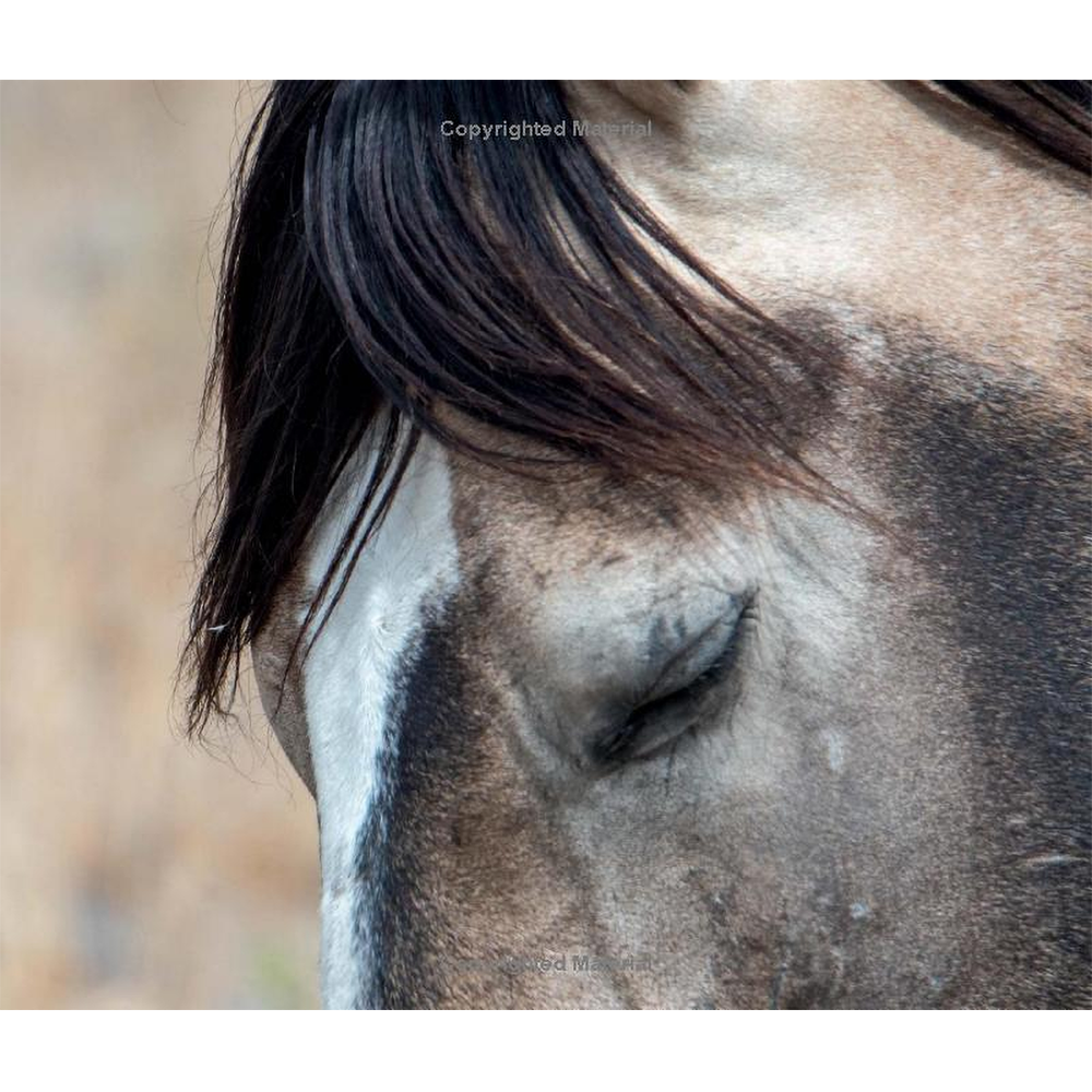 Wild Horses of the West by Jan Drake