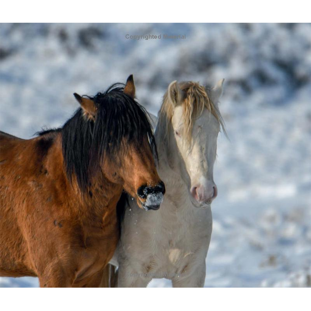 Wild Horses of the West by Jan Drake