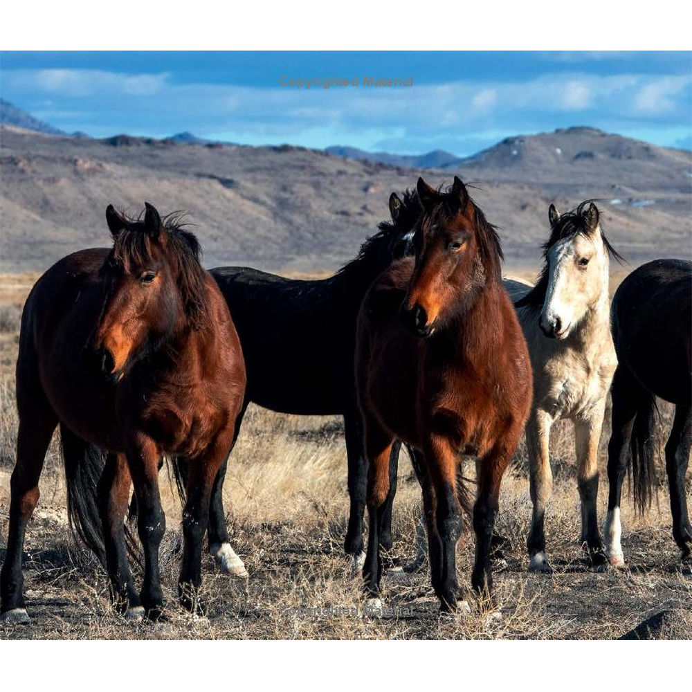 Wild Horses of the West by Jan Drake