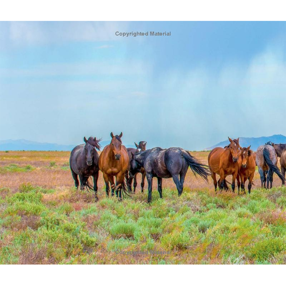 Wild Horses of the West by Jan Drake