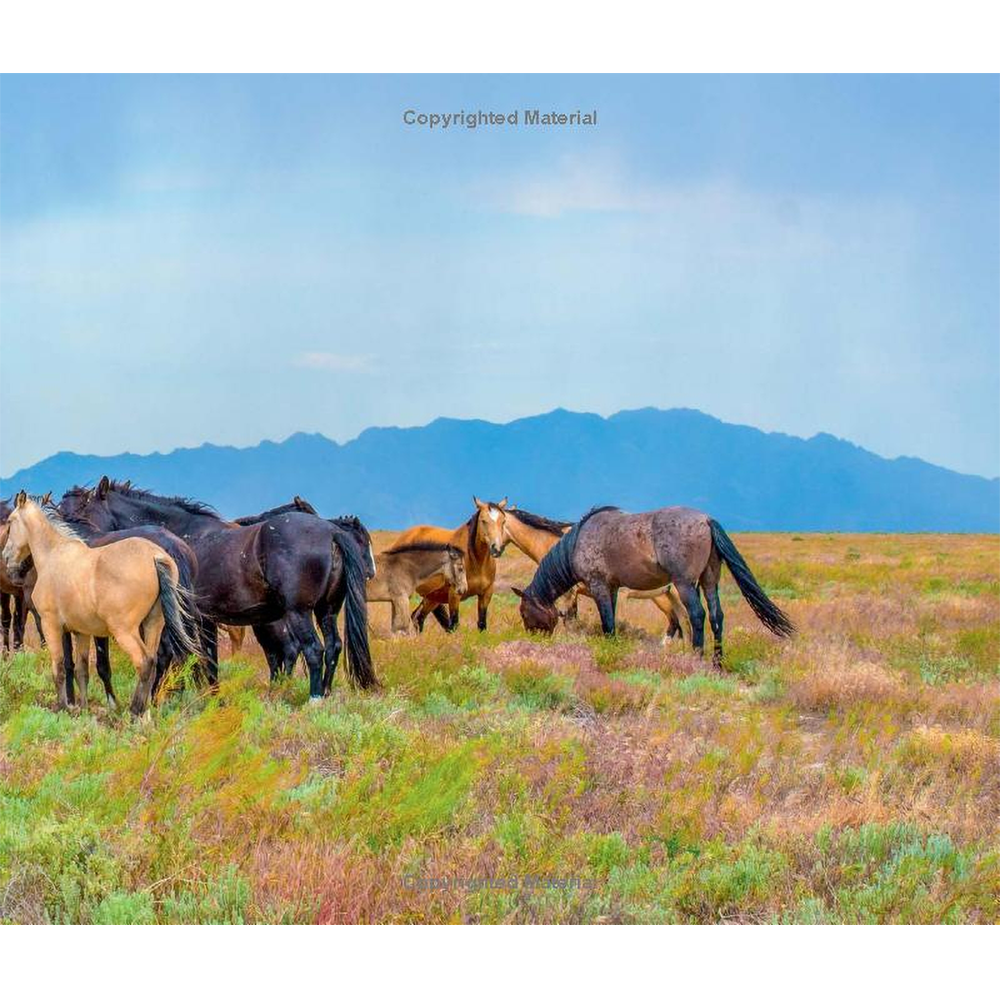 Wild Horses of the West by Jan Drake