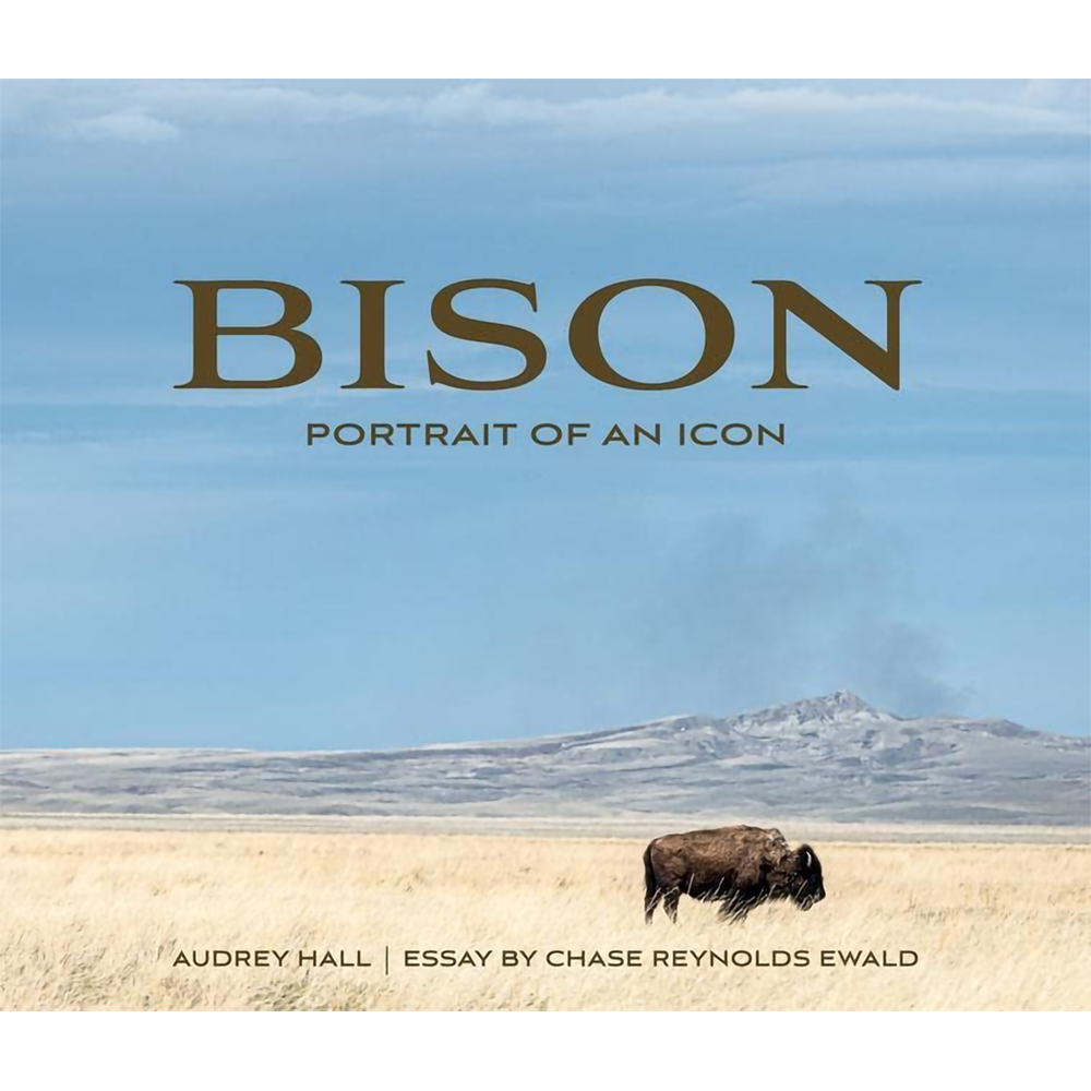 Bison: Portrait of an Icon by Audrey Hall & Chase Reynolds Ewald