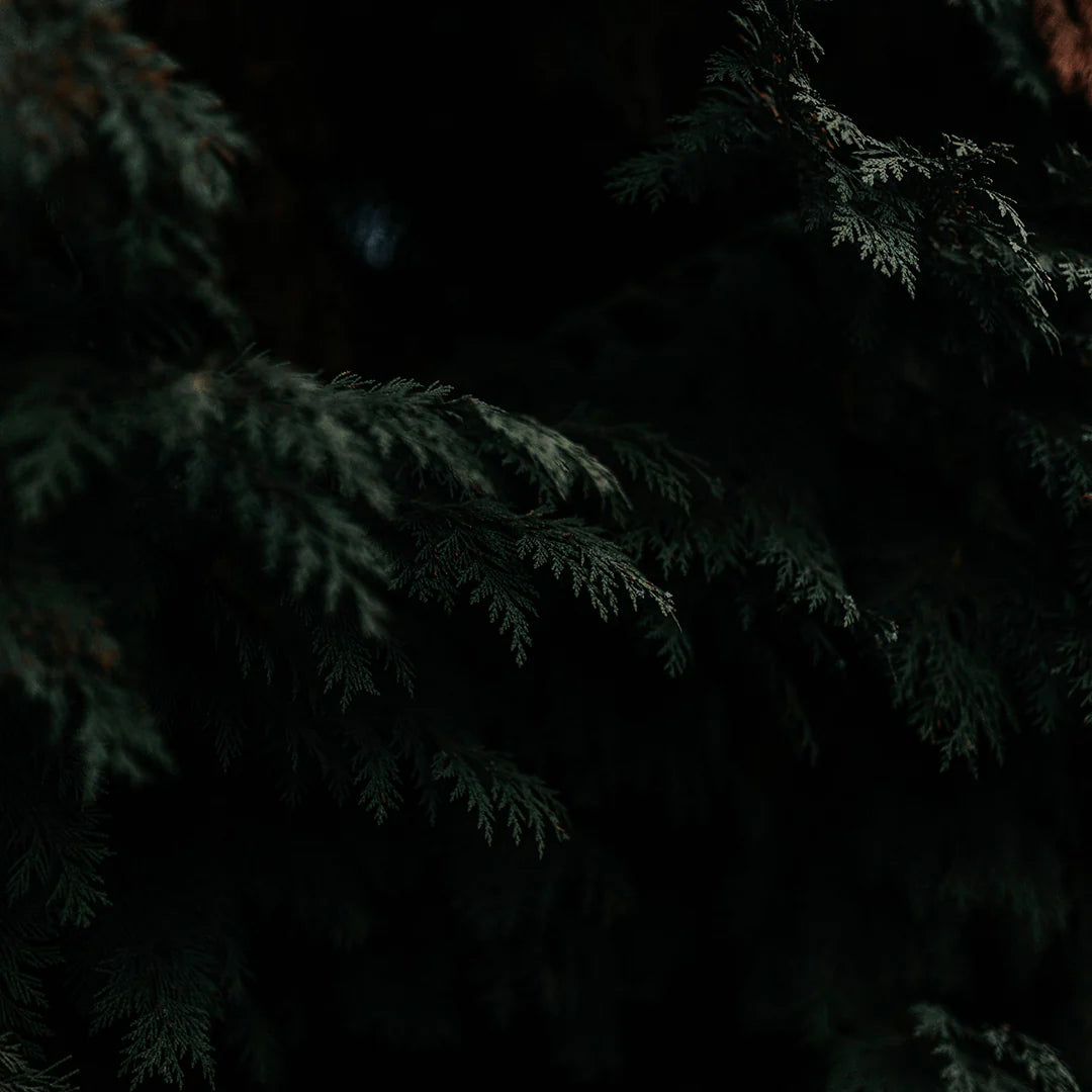 Archipelago Black Forest Credenza Candle