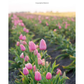 Farmhouse Weekends: Menus for Relaxing Country Meals All Year Long by Melissa Bahen