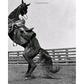 The Texas Cowboy Cookbook: A History in Recipes and Photos by Robb Walsh