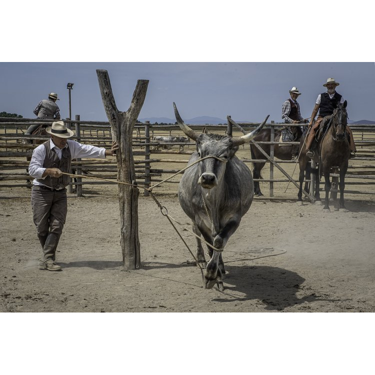 Italy's Legendary Cowboys of the Maremma by Gabrielle Saveri