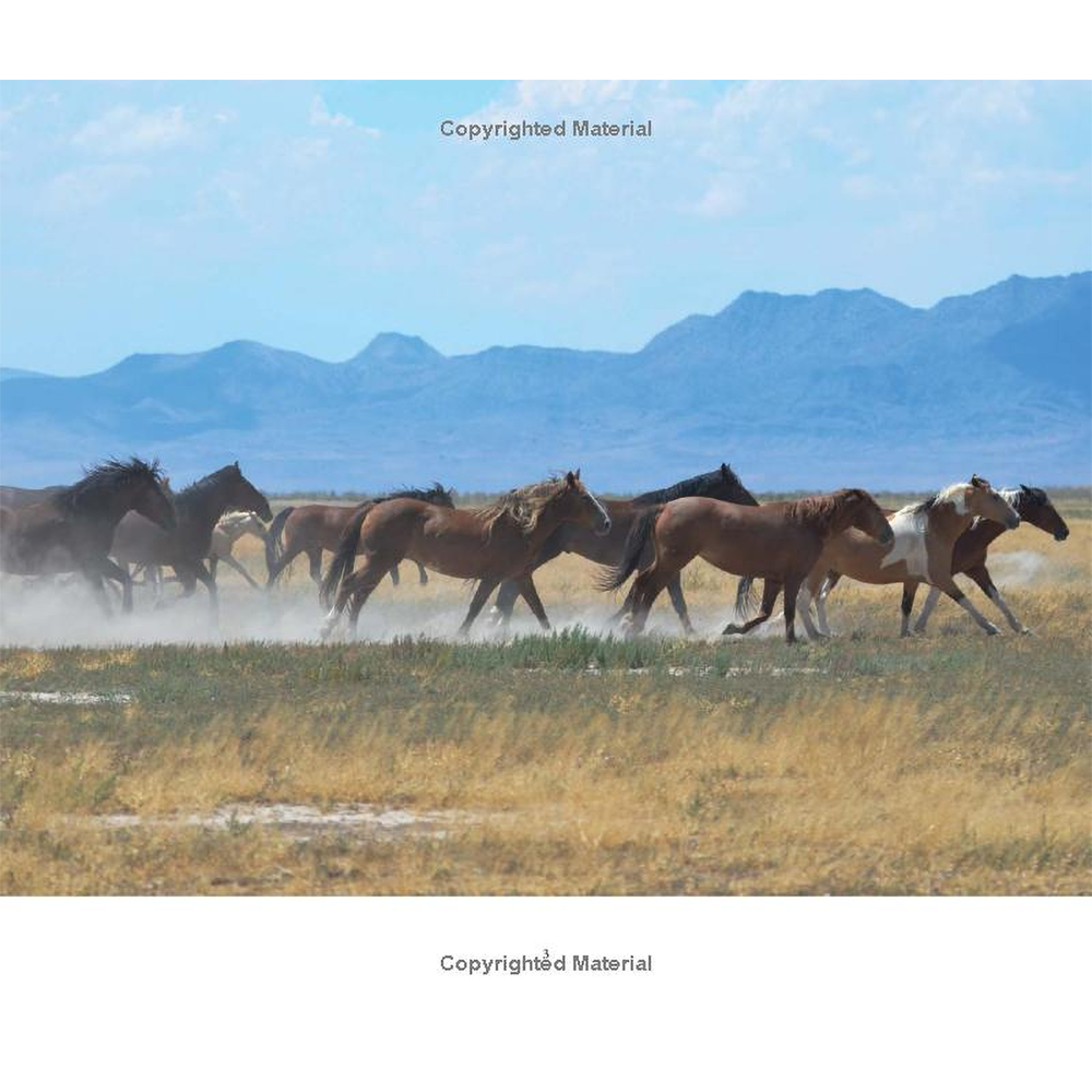 Wild Horses of the West by Jan Drake
