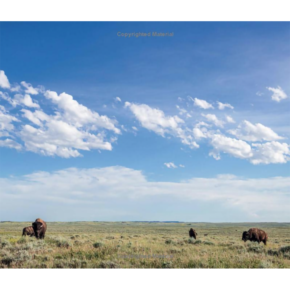 Bison: Portrait of an Icon by Audrey Hall & Chase Reynolds Ewald