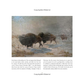 Bison: Portrait of an Icon by Audrey Hall & Chase Reynolds Ewald